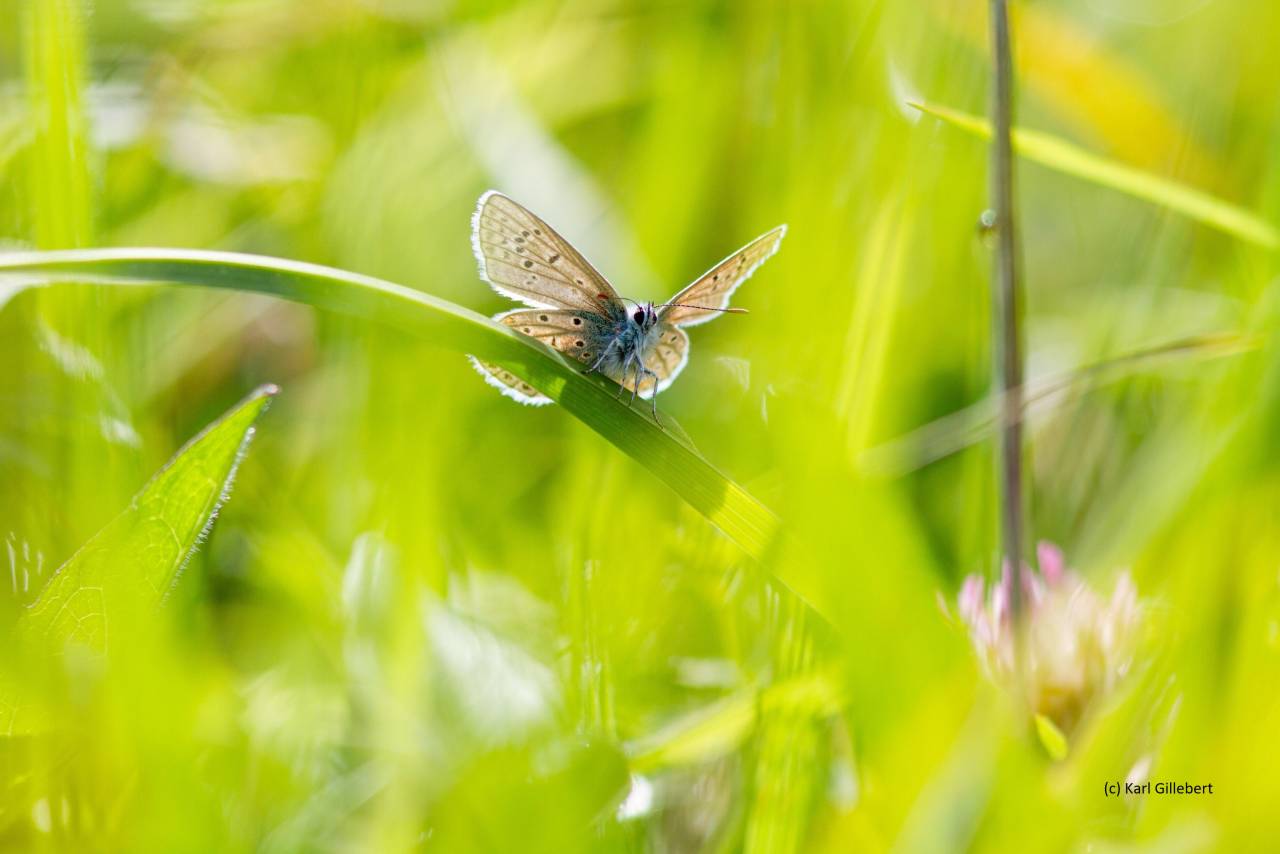 Curieux de nature - Flamboyants papillons