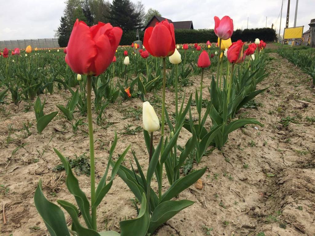 Ouffet, Fernelmont, Hastière, Messancy, 4 nouvelles communes au label Wallonie en Fleurs