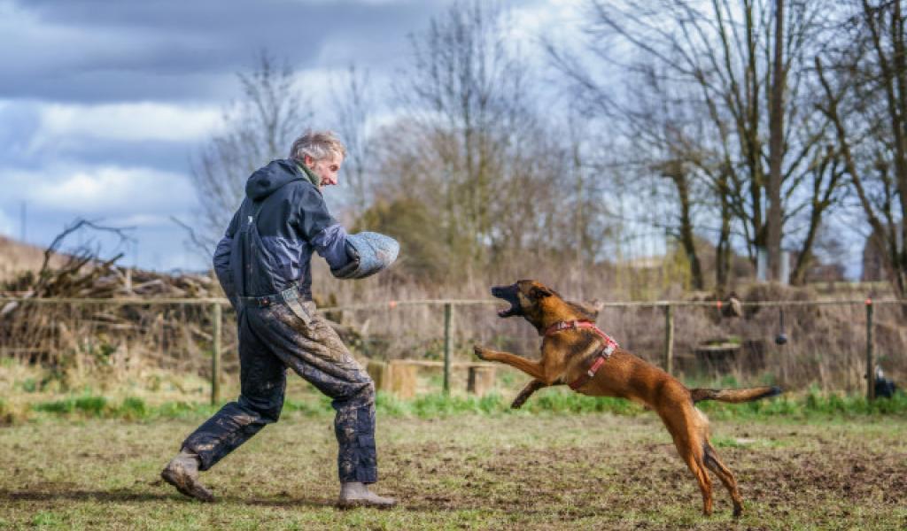 Est-ce que le mordant rend  le chien agressif ?