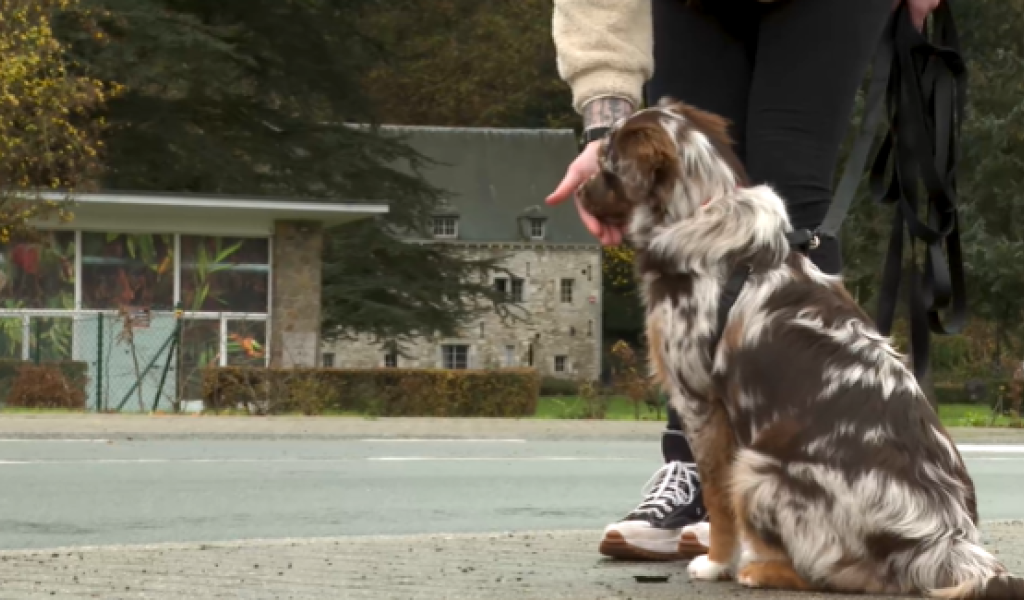 Trucs de Wouf: la socialisation du chiot. 