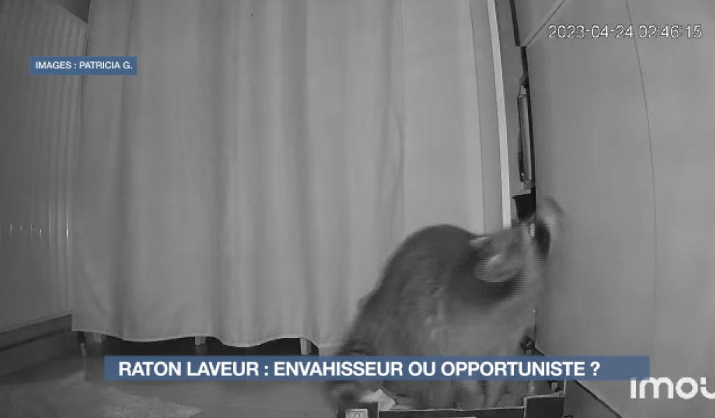 Le raton laveur : qui est cet envahisseur ? 