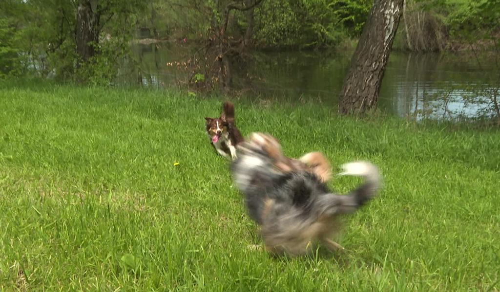 Trucs de wouf: Gérer "les potes canins"