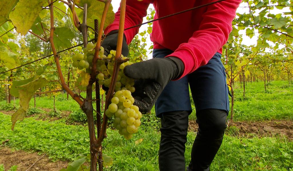 Premières vendanges de VivArdent