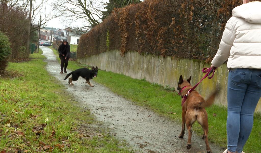 Trucs de wouf : La dépendance chez le chien.