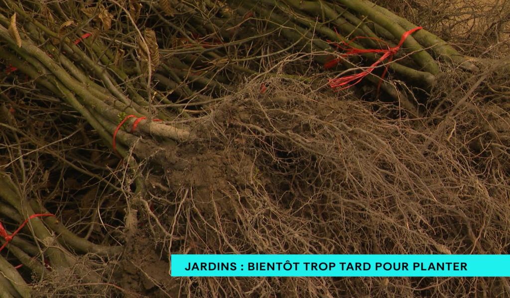 Jardins : bientôt trop tard pour planter !