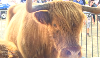 Rat des villes, rat des champs: Foire agricole de Battice