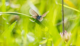 Curieux de nature - Flamboyants papillons