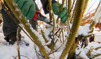 C'est le moment de tailler le saule pour l'osier