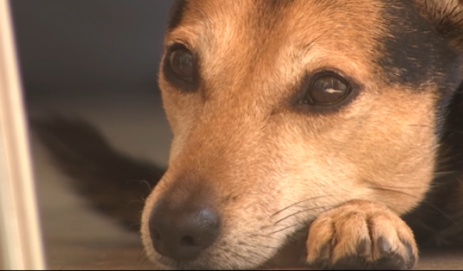 Trucs de Wouf : l'interaction avec un chien craintif.