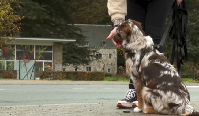 Trucs de Wouf: la socialisation du chiot. 