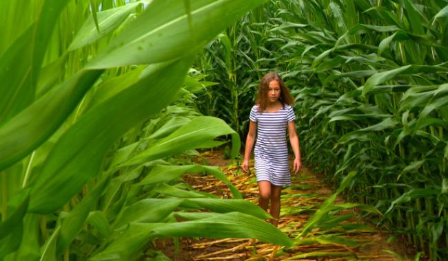 Un labyrinthe éphémère de plus de 2 kilomètres à Cras-Avernas