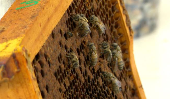 Des apiculteurs "traquent" la plus grande menace pour les abeilles