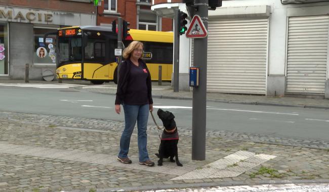 chien en formation en ville avec monitrice Entrevues asbl