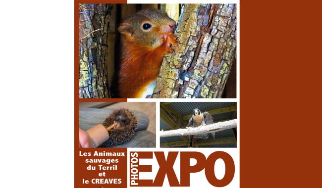 Une exposition sur les animaux sauvages à la Maison des Terrils