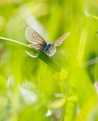 Curieux de nature - Flamboyants papillons