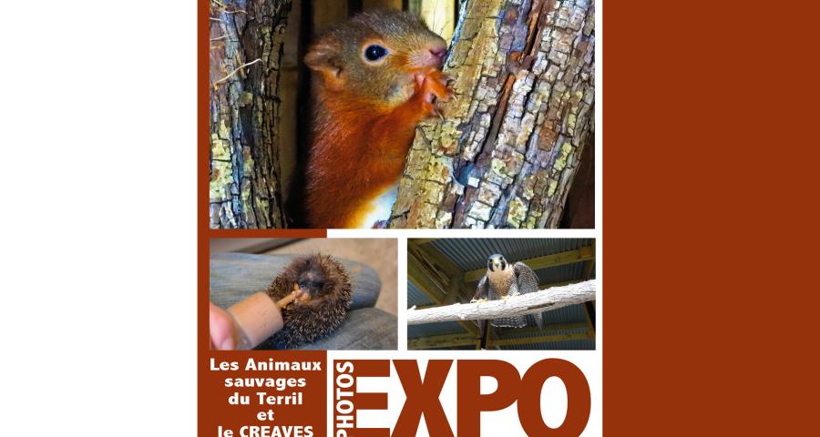 Une exposition sur les animaux sauvages à la Maison des Terrils