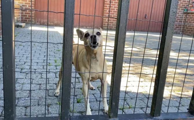 Mon chien aboie quand quelqu'un passe devant la maison ! Que faire ? 