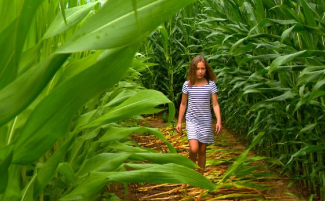 Un labyrinthe éphémère de plus de 2 kilomètres à Cras-Avernas