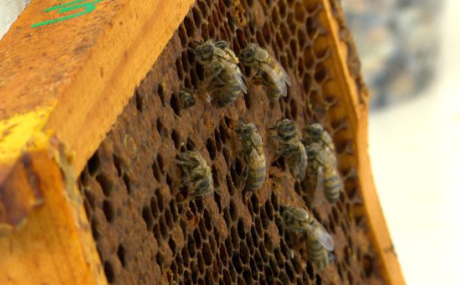 Des apiculteurs "traquent" la plus grande menace pour les abeilles