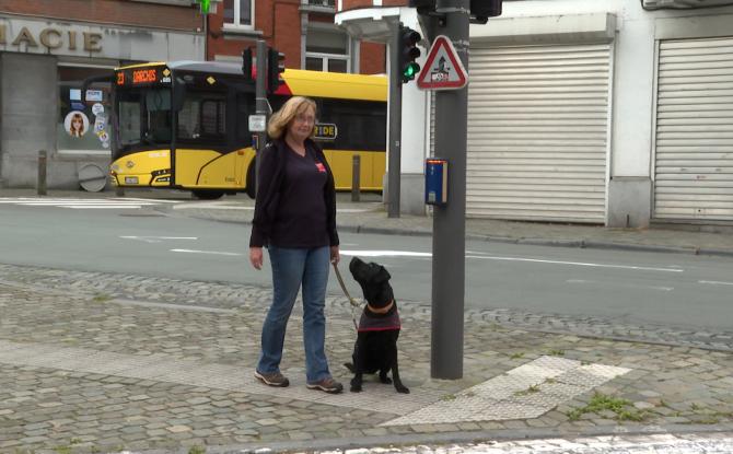 chien en formation en ville avec monitrice Entrevues asbl