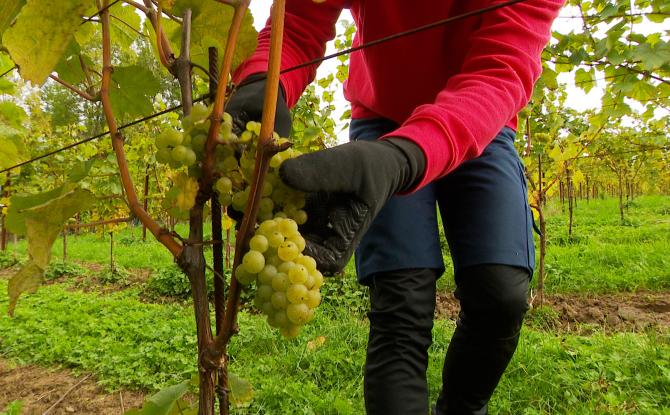 Premières vendanges de VivArdent