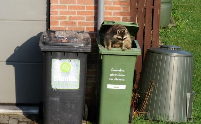 De plus en plus de ratons laveurs dans nos jardins.