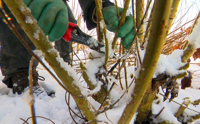 C'est le moment de tailler le saule pour l'osier